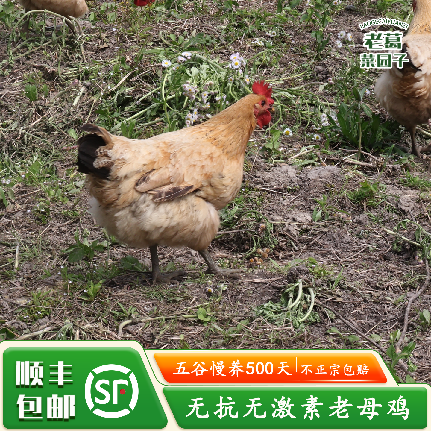 顺丰特快包邮正宗 老母鸡 土鸡农家散养走地鸡 孕妇月子煲汤