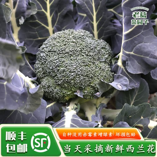 顺丰包邮农家自种新鲜西兰花