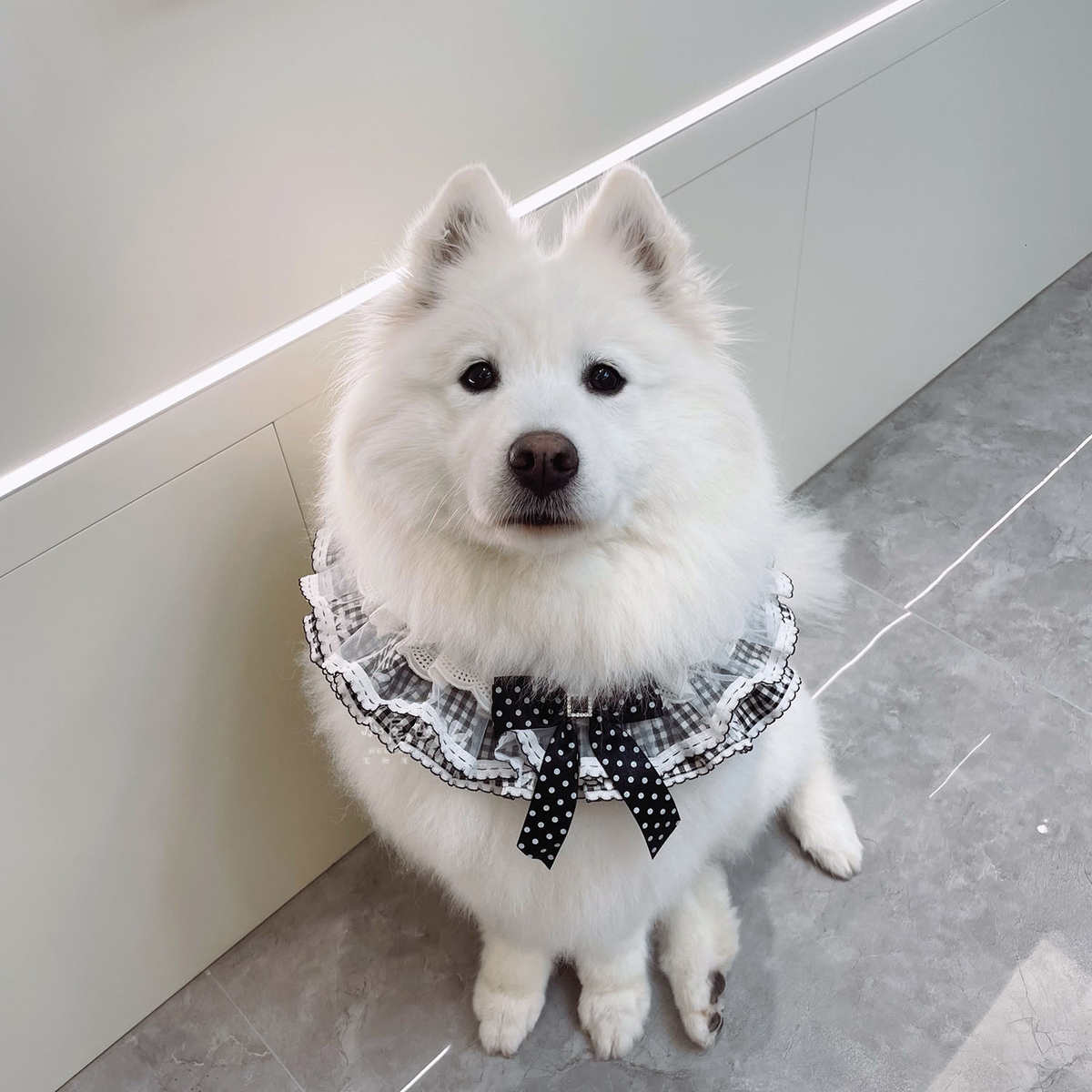 【小尾巴宠物】中大型犬大狗狗萨摩哈士奇金毛可爱蛋糕网纱围兜