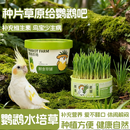 鹦鹉青草盒食用鸟草盒