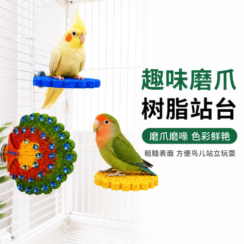 鹦鹉孔雀开屏磨喙磨爪站杆