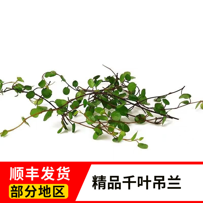 新鲜千叶吊兰叶子西餐蛋糕装饰图片