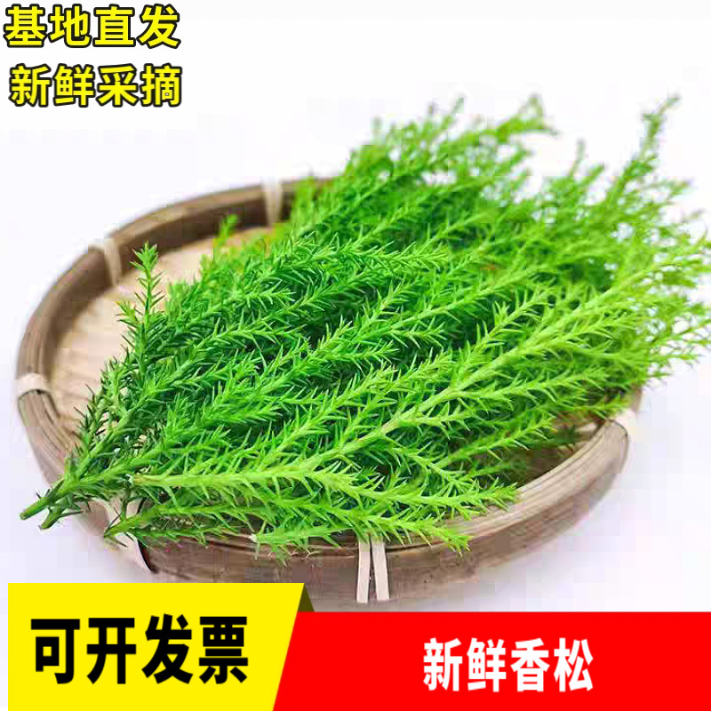 新鲜香松摆盘装饰花草基地直发图片