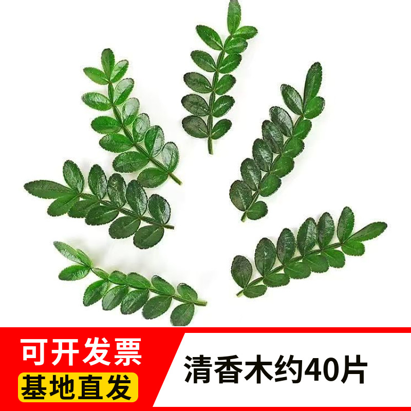 胡椒木叶子西餐烘培饮品图片