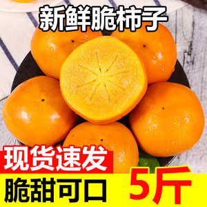 云南脆柿子巧克力甜心硬柿子新鲜当季现摘水果脆甜爽口富有柿火晶
