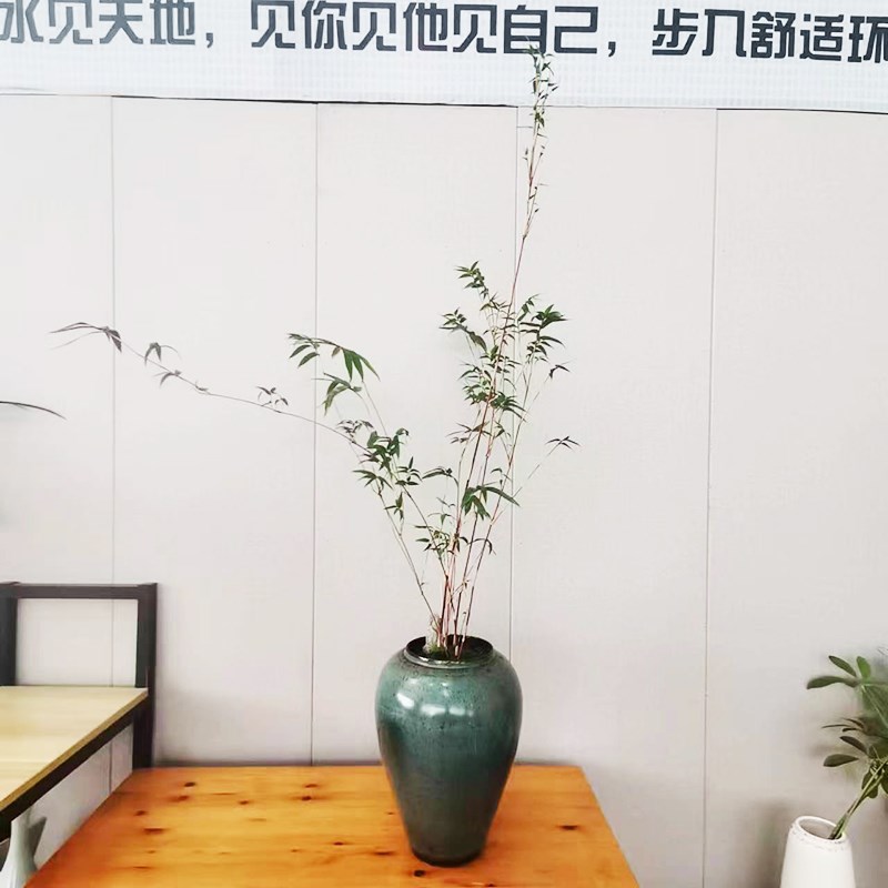 鸭脚木海岛春花禅意造型盆景室内办公室客厅阳台庭院桌面老桩植物