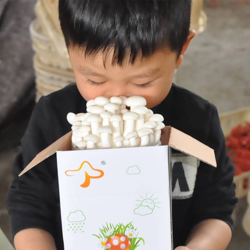 白玉菇菌包家种菌种蘑菇菌包菌棒海鲜菇种植菌包食用菌蘑菇种植包