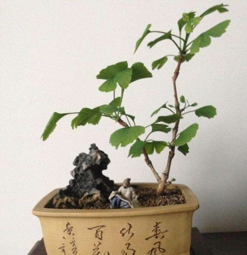 银杏盆景盆栽 造型盆景 室内花卉微型观叶植物 白果树桩苗