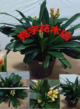 群兰一头生转兰多头君子兰盆栽圆头宽叶兰花五年大苗绿植四季包邮