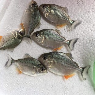 南美亚马孙红文鱼活热带鱼淡水凶猛宠物观赏鱼幼苗肉食性猛鱼包活