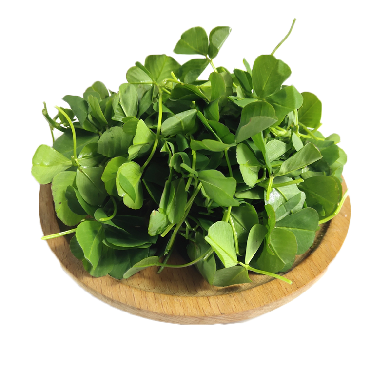 新鲜草头 上海本地农家三叶菜 新鲜蔬菜金花菜苜蓿草本地草头