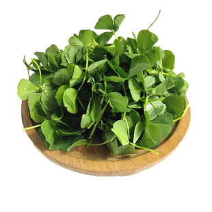 新鲜草头 上海本地农家三叶菜 新鲜蔬菜金花菜苜蓿草本地草头