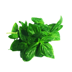 新鲜罗勒叶500g 西餐食用披萨草意大利面调料香料青酱蔬菜包邮