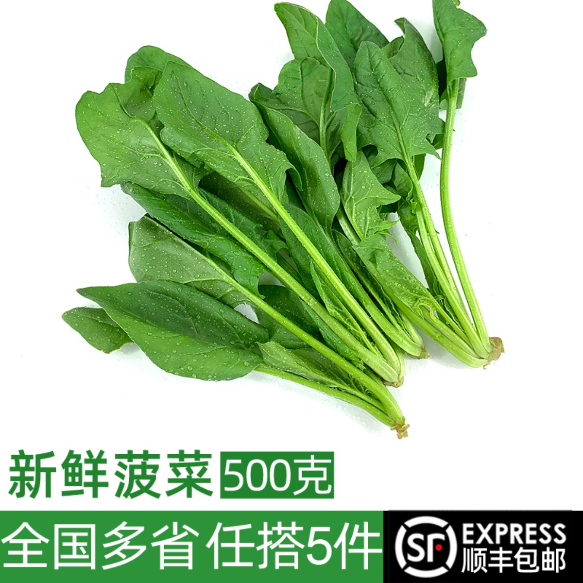 新鲜菠菜火锅食材时令蔬菜包邮