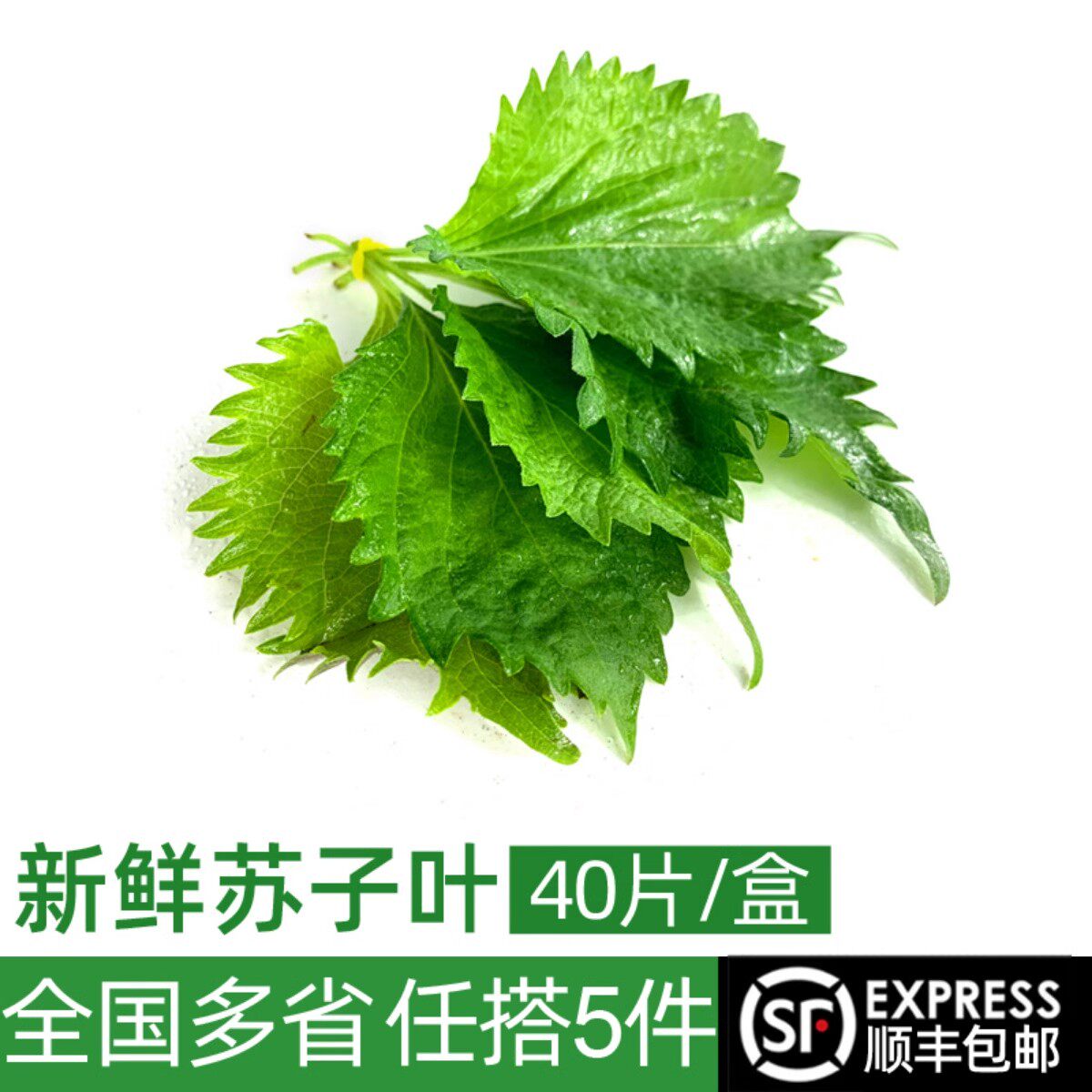新鲜苏子叶1盒40片 大叶绿紫苏叶 烤肉伴侣去腥烧烤鱼虾蟹香料