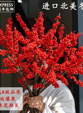 速发北美冬青鲜切枝发财果红果基花室内物培植水云南真地直发