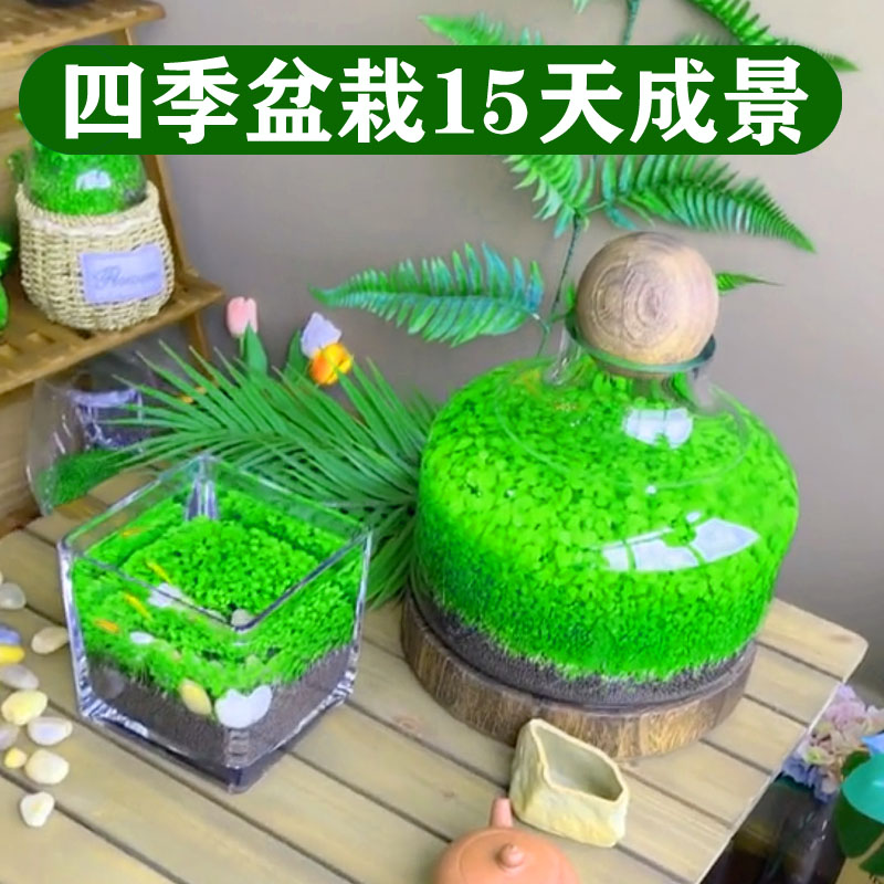 速发草态玻璃鱼缸小缸乌龟型水生籽植物水培造景桌面客厅家用装饰
