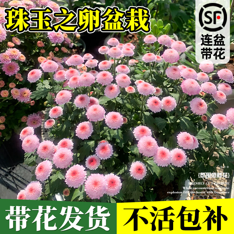 速发珠玉之卵小雏菊盆栽新寒耐旱耐品种带花长花期年苗台多大生植