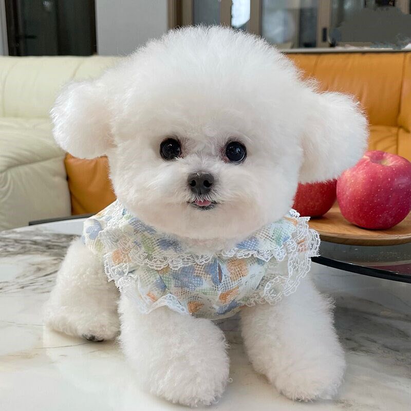 现货速发衣服春款蕾丝公主裙泰迪比熊猫咪薄款防晒衣服