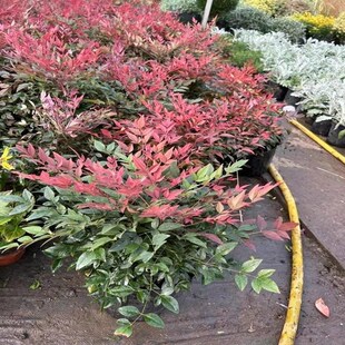 快速发货南天竹i盆栽红宝石火焰湾流暮光之城阳台庭院四季不落叶