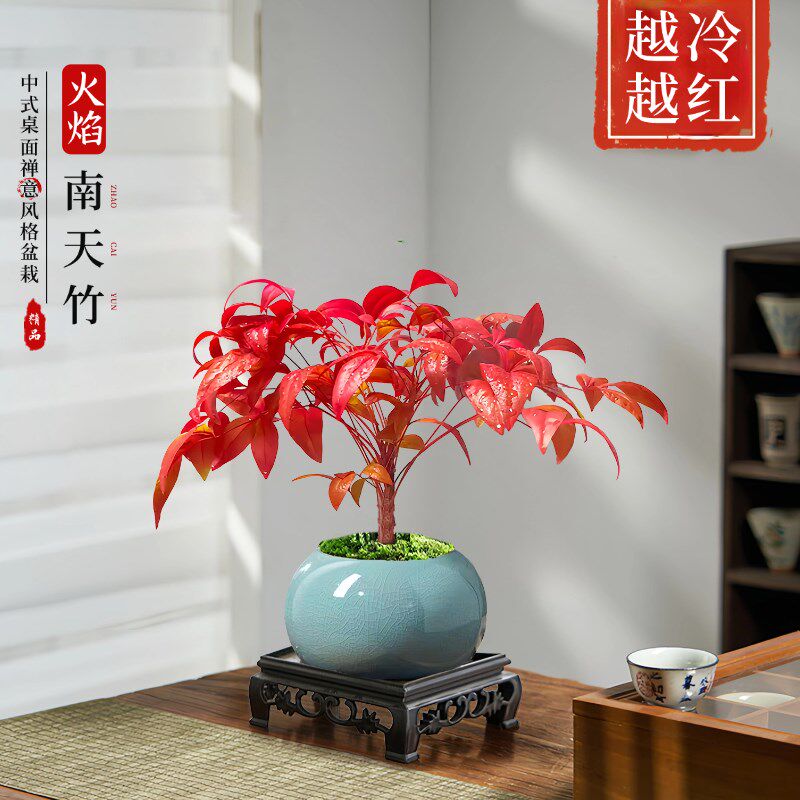速发火焰南天竹盆栽观叶小盆寒好养易活耐景绿植书房茶桌禅微意景