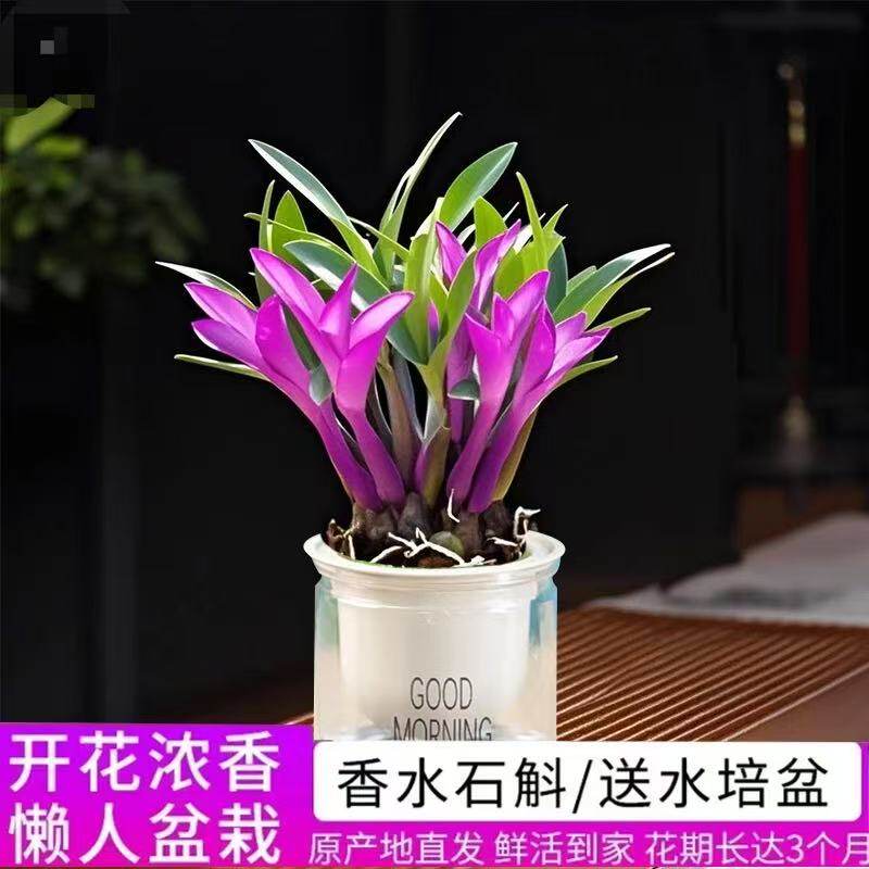 【下单立减50】带红芽七彩香水石斛兰精品澳洲石斛水培盆栽_YP