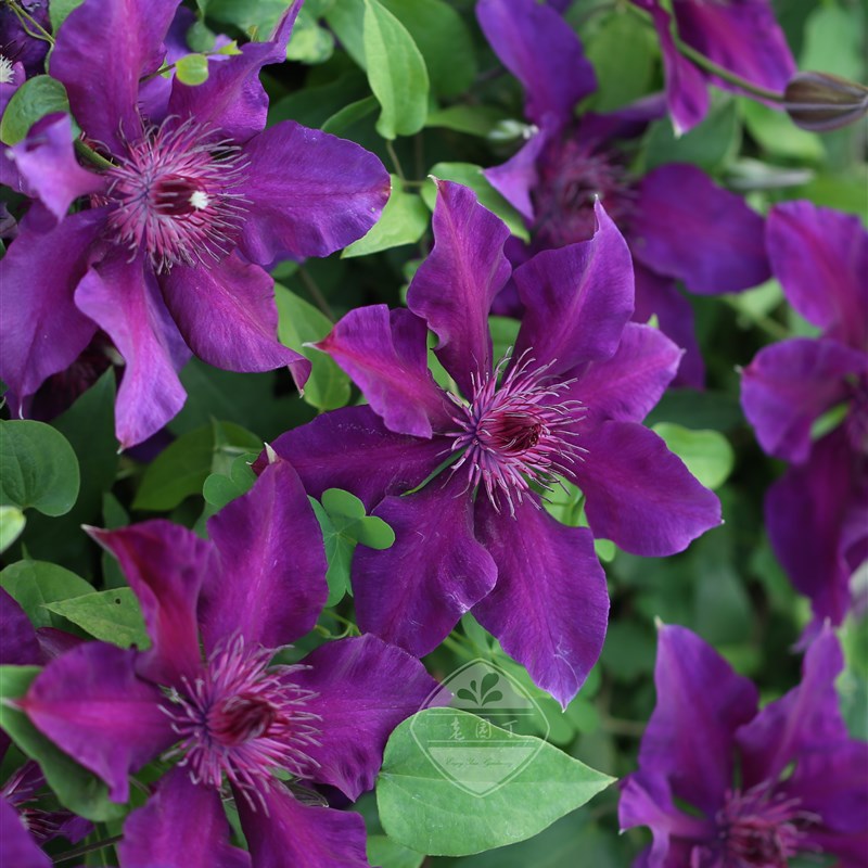 大道系列弗勒里故里泰克拉老园丁花园铁线莲阳台矮小攀爬丰花盆栽