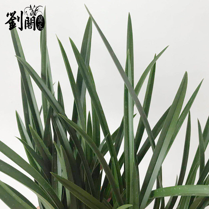 刘阁兰花苗 建兰梅型素心水仙瓣铁骨素梅 夏带花苞出售观花卉绿植