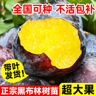 黑布林李子树苗果树果苗阳台庭院南方北方种植蜂糖李子新品种三华