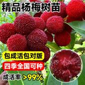 仙居东魁杨梅树特大果树果苗带土正宗嫁接水晶东槐扬梅盆栽树苗