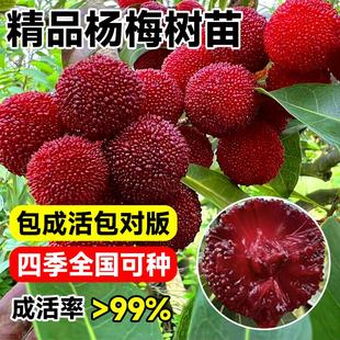 仙居东魁杨梅树特大果树果苗带土正宗嫁接水晶东槐扬梅盆栽树苗