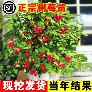 树莓特大树莓苗覆盆子苗黄红树莓苗南方北方盆栽地栽果树果苗种植