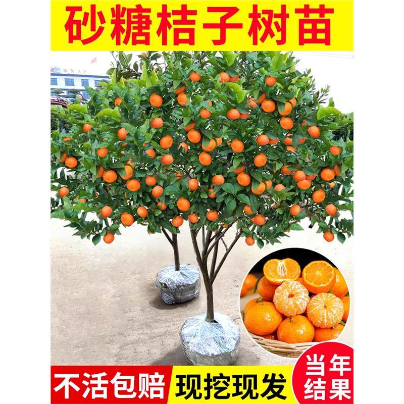 沙糖桔树苗地栽盆栽南方北方种植橘子树苗柑桔果树果苗嫁接砂糖橘,鲜花速递/花卉仿真/绿植园艺,果树,淘宝优惠券,粉丝福利购,淘宝优惠卷