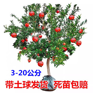 石榴树突尼斯软籽特大庭院果树地栽盆栽当年结果大红袍石榴树树苗