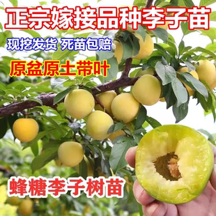 蜂糖李子树苗嫁接特大晚熟脱骨青脆李子果树苗南北方种三华李树苗