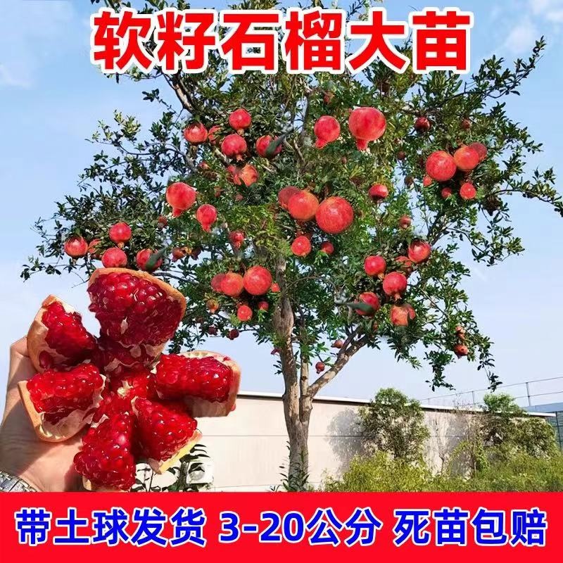 特大石榴树苗突尼斯软籽地