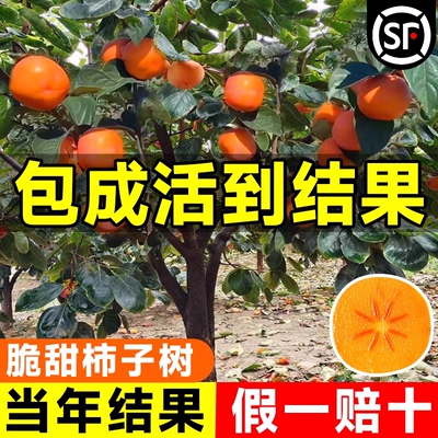 柿子苗树脆甜无核南北方种