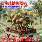 猕猴桃树果苗红心黄心徐香弥猴桃公母同株南北方奇异果猕猴苗盆栽