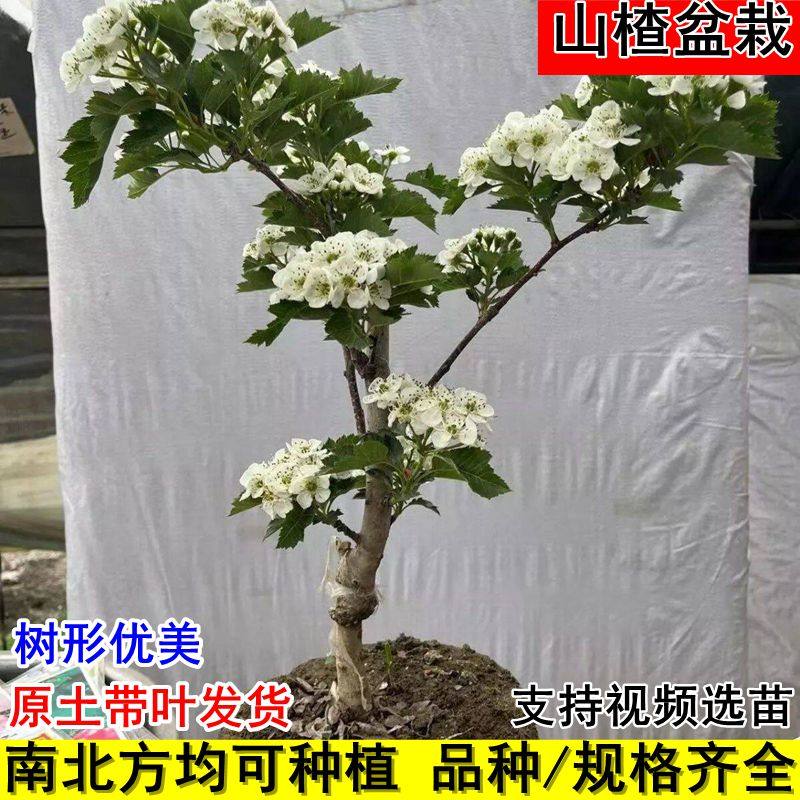 山楂盆景树活苗矮化山里红南北方种植嫁接盆栽地栽当年结果室内外,鲜花速递/花卉仿真/绿植园艺,果树,淘宝优惠券,粉丝福利购,淘宝优惠卷