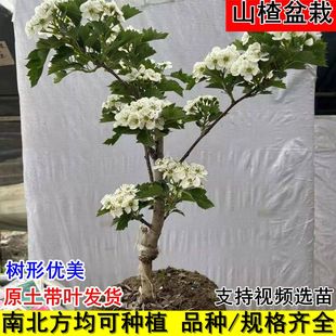山楂盆景树活苗矮化山里红南北方种植嫁接盆栽地栽当年结果室内外