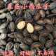 五香西瓜子乌板小黑瓜子500g休闲零食炒货100g饱满 新店促销