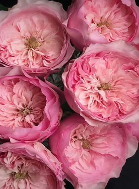 奥斯汀系列凯丽月季花大苗阳台庭院盆栽耐热勤开花四季大花粉红色