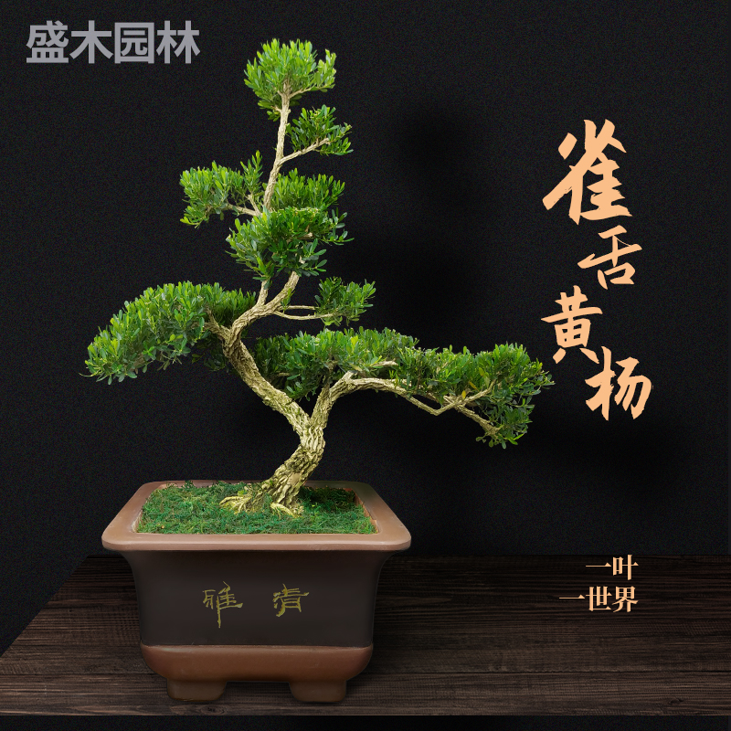 皱皮雀舌小叶米叶黄杨盆景植物稀有盆栽造型名贵树苗室内老桩阳台