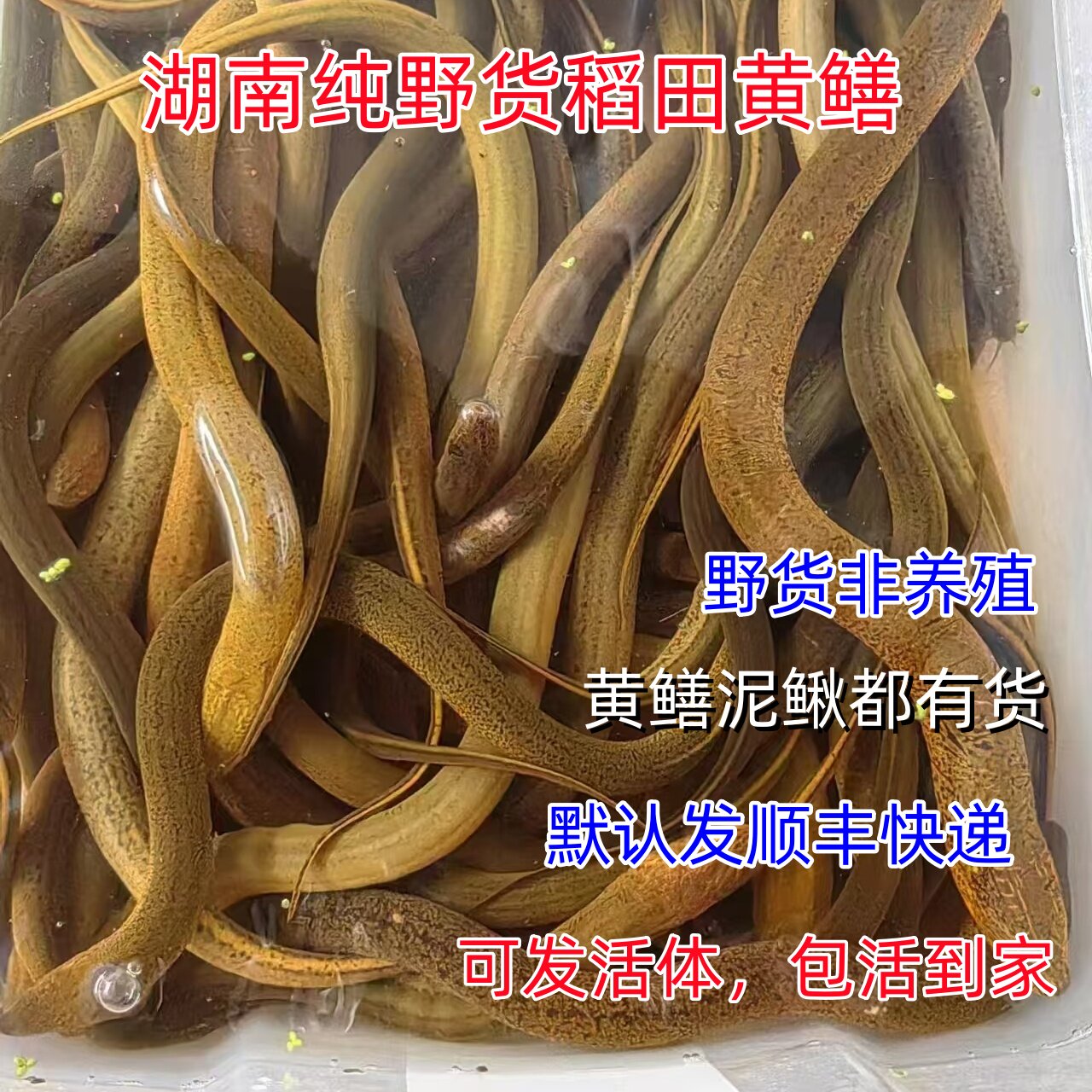 正宗湖南稻田黄鳝野外生长黄鳝鲜活鳝鱼土黄鳝小黄鳝大黄鳝盘龙鳝