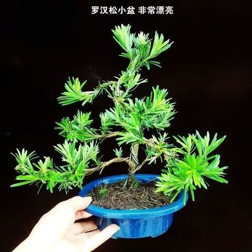 小叶雀舌罗汉松盆景四季常青树桩造型F老桩植物室内绿植客厅迎客
