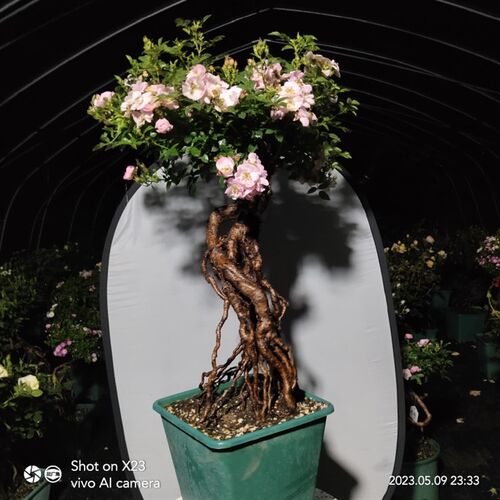 高提根造型盆景月季躲躲藏藏老桩提根月季K盆景多季重复开花捉迷