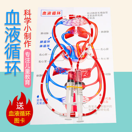 DIY人体血液循环模型组装材料包