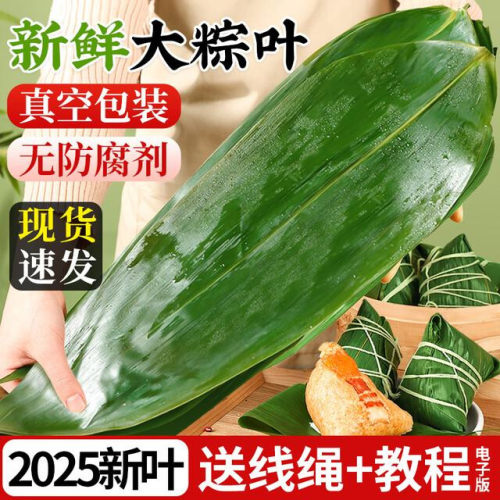 粽子叶棕叶新鲜大号新叶包粽子专用箬竹叶子端午节商用干粽叶