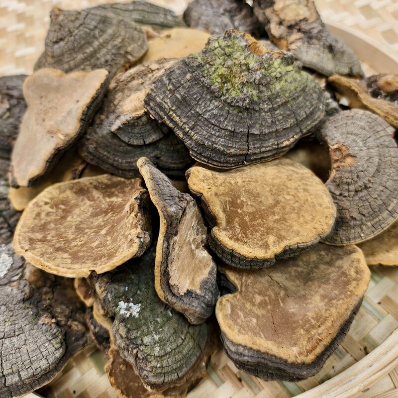 【雯姐滋补】精品西藏桑芝菌菇500g 精美礼品袋包装 煲汤泡酒泡水