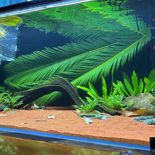 南美缸原生态造景铁树叶水族鱼缸简易装饰新鲜散尾叶子网红素材